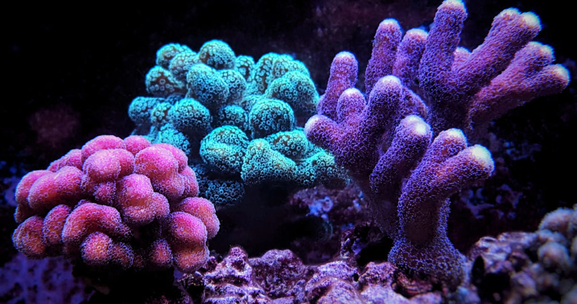 corales violetas fucsias y turquesas sobre fondo negro